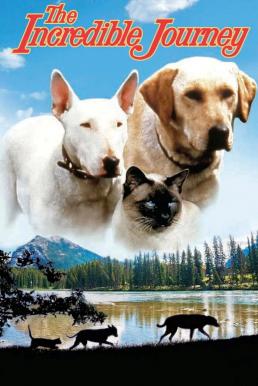 The Incredible Journey (1963) บรรยายไทยแปล